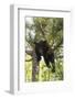 USA, Minnesota, Sandstone, Black Bear Cub Stuck in a Tree-Hollice Looney-Framed Photographic Print