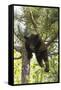 USA, Minnesota, Sandstone, Black Bear Cub Stuck in a Tree-Hollice Looney-Framed Stretched Canvas
