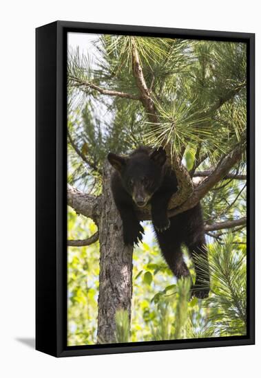USA, Minnesota, Sandstone, Black Bear Cub Stuck in a Tree-Hollice Looney-Framed Stretched Canvas