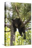 USA, Minnesota, Sandstone, Black Bear Cub Stuck in a Tree-Hollice Looney-Stretched Canvas