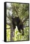 USA, Minnesota, Sandstone, Black Bear Cub Stuck in a Tree-Hollice Looney-Framed Stretched Canvas