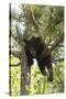 USA, Minnesota, Sandstone, Black Bear Cub Stuck in a Tree-Hollice Looney-Stretched Canvas