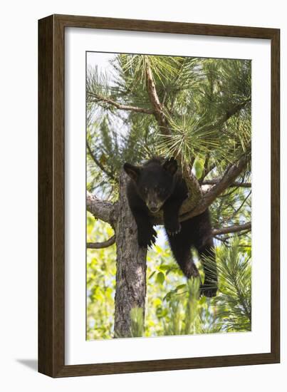 USA, Minnesota, Sandstone, Black Bear Cub Stuck in a Tree-Hollice Looney-Framed Photographic Print