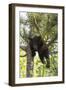 USA, Minnesota, Sandstone, Black Bear Cub Stuck in a Tree-Hollice Looney-Framed Photographic Print