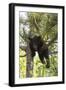 USA, Minnesota, Sandstone, Black Bear Cub Stuck in a Tree-Hollice Looney-Framed Photographic Print