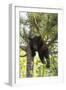 USA, Minnesota, Sandstone, Black Bear Cub Stuck in a Tree-Hollice Looney-Framed Photographic Print