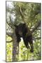 USA, Minnesota, Sandstone, Black Bear Cub Stuck in a Tree-Hollice Looney-Mounted Photographic Print