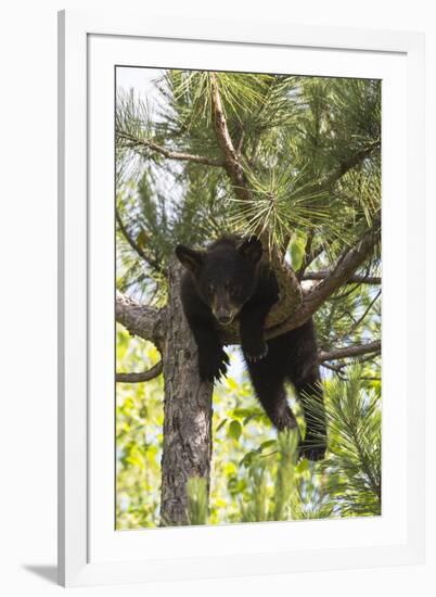 USA, Minnesota, Sandstone, Black Bear Cub Stuck in a Tree-Hollice Looney-Framed Photographic Print