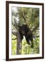 USA, Minnesota, Sandstone, Black Bear Cub Stuck in a Tree-Hollice Looney-Framed Photographic Print