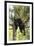 USA, Minnesota, Sandstone, Black Bear Cub Stuck in a Tree-Hollice Looney-Framed Photographic Print