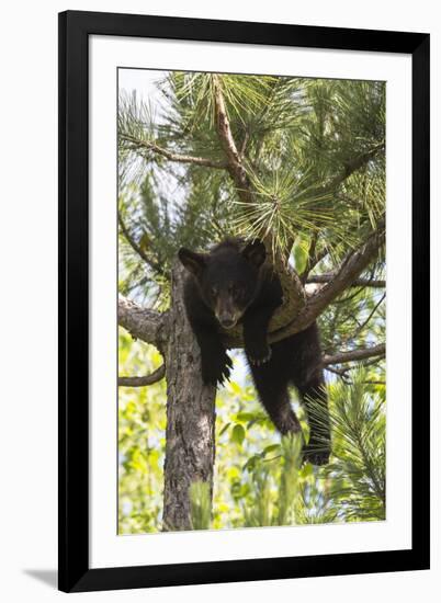 USA, Minnesota, Sandstone, Black Bear Cub Stuck in a Tree-Hollice Looney-Framed Photographic Print