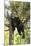USA, Minnesota, Sandstone, Black Bear Cub Stuck in a Tree-Hollice Looney-Mounted Photographic Print