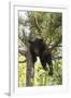 USA, Minnesota, Sandstone, Black Bear Cub Stuck in a Tree-Hollice Looney-Framed Premium Photographic Print