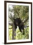 USA, Minnesota, Sandstone, Black Bear Cub Stuck in a Tree-Hollice Looney-Framed Premium Photographic Print