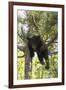 USA, Minnesota, Sandstone, Black Bear Cub Stuck in a Tree-Hollice Looney-Framed Premium Photographic Print