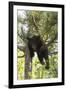 USA, Minnesota, Sandstone, Black Bear Cub Stuck in a Tree-Hollice Looney-Framed Premium Photographic Print