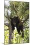 USA, Minnesota, Sandstone, Black Bear Cub Stuck in a Tree-Hollice Looney-Mounted Premium Photographic Print
