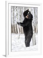 USA, Minnesota, Sandstone, Black Bear Scratching an Itch-Hollice Looney-Framed Photographic Print