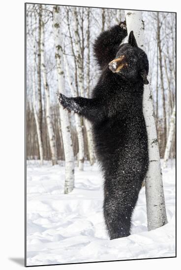 USA, Minnesota, Sandstone, Black Bear Scratching an Itch-Hollice Looney-Mounted Photographic Print