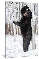 USA, Minnesota, Sandstone, Black Bear Scratching an Itch-Hollice Looney-Stretched Canvas