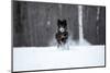 USA, Minnesota, Sandstone. Black wolf running through the snow-Hollice Looney-Mounted Photographic Print