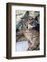 Usa, Minnesota, Sandstone, Bobcat growling-Hollice Looney-Framed Photographic Print