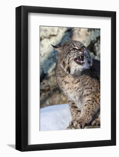 Usa, Minnesota, Sandstone, Bobcat growling-Hollice Looney-Framed Photographic Print