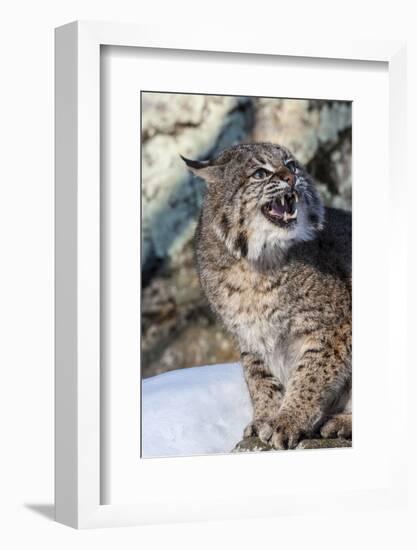 Usa, Minnesota, Sandstone, Bobcat growling-Hollice Looney-Framed Photographic Print