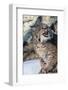 Usa, Minnesota, Sandstone, Bobcat growling-Hollice Looney-Framed Photographic Print