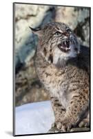 Usa, Minnesota, Sandstone, Bobcat growling-Hollice Looney-Mounted Photographic Print