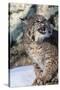 Usa, Minnesota, Sandstone, Bobcat growling-Hollice Looney-Stretched Canvas