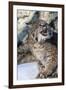 Usa, Minnesota, Sandstone, Bobcat growling-Hollice Looney-Framed Premium Photographic Print