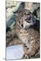 Usa, Minnesota, Sandstone, Bobcat growling-Hollice Looney-Mounted Premium Photographic Print