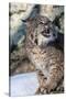 Usa, Minnesota, Sandstone, Bobcat growling-Hollice Looney-Stretched Canvas