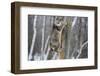 USA, Minnesota, Sandstone. Bobcat hanging from a tree stump-Hollice Looney-Framed Photographic Print