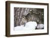 USA, Minnesota, Sandstone, Bobcat in Snow-Hollice Looney-Framed Photographic Print