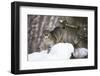 USA, Minnesota, Sandstone, Bobcat in Snow-Hollice Looney-Framed Photographic Print