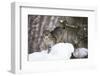 USA, Minnesota, Sandstone, Bobcat in Snow-Hollice Looney-Framed Photographic Print