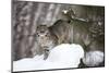 USA, Minnesota, Sandstone, Bobcat in Snow-Hollice Looney-Mounted Photographic Print