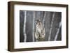 USA, Minnesota, Sandstone. Bobcat perched on a tree stump-Hollice Looney-Framed Photographic Print