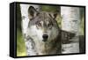 USA, Minnesota, Sandstone. Close-up of gray wolf between birch trees.-Wendy Kaveney-Framed Stretched Canvas