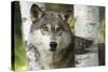 USA, Minnesota, Sandstone. Close-up of gray wolf between birch trees.-Wendy Kaveney-Stretched Canvas