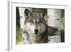 USA, Minnesota, Sandstone. Close-up of gray wolf between birch trees.-Wendy Kaveney-Framed Photographic Print