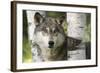 USA, Minnesota, Sandstone. Close-up of gray wolf between birch trees.-Wendy Kaveney-Framed Photographic Print