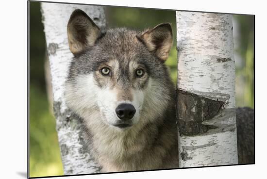 USA, Minnesota, Sandstone. Close-up of gray wolf between birch trees.-Wendy Kaveney-Mounted Photographic Print