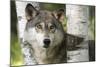 USA, Minnesota, Sandstone. Close-up of gray wolf between birch trees.-Wendy Kaveney-Mounted Photographic Print