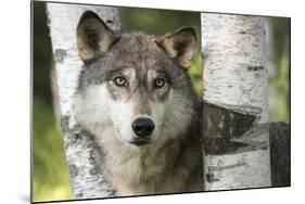 USA, Minnesota, Sandstone. Close-up of gray wolf between birch trees.-Wendy Kaveney-Mounted Photographic Print