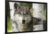 USA, Minnesota, Sandstone. Close-up of gray wolf between birch trees.-Wendy Kaveney-Framed Photographic Print