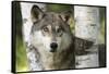 USA, Minnesota, Sandstone. Close-up of gray wolf between birch trees.-Wendy Kaveney-Framed Stretched Canvas