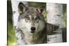 USA, Minnesota, Sandstone. Close-up of gray wolf between birch trees.-Wendy Kaveney-Stretched Canvas